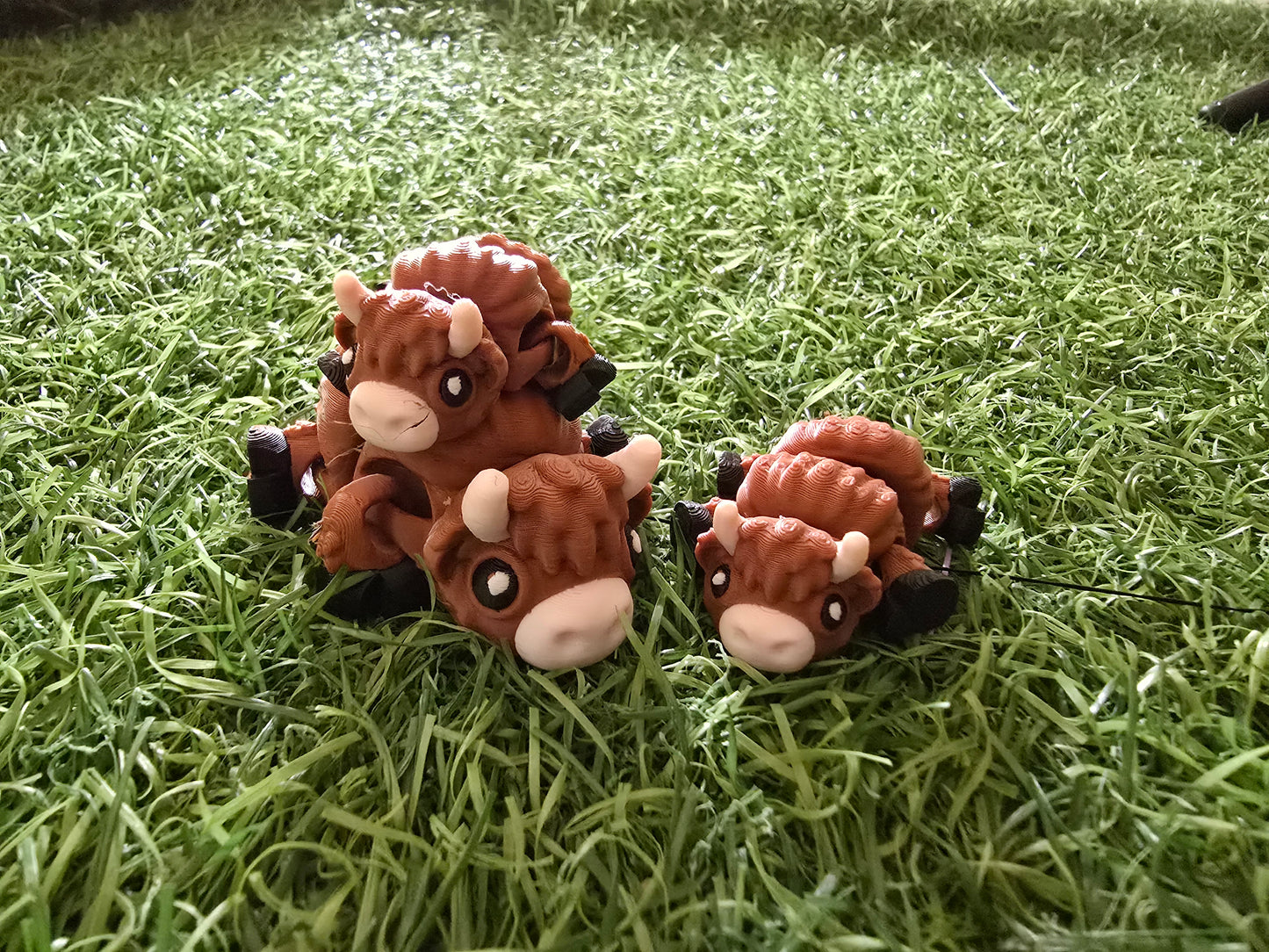 Highland Cow